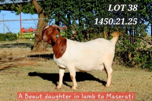 1X BOER GOAT PREGNANT STUD 11-026 DOE HAMLETT BOERBOKSTOET