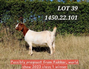 1X BOER GOAT PREGNANT FLOCK ON COLOR 4-359 DOE HAMLETT BOERBOKSTOET