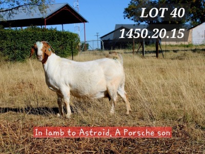 1+2X BOER GOAT PREGNANT STUD 11-025 DOE HAMLETT BOERBOKSTOET