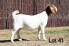 1X BOER GOAT PREGNANT STUD 4-087 DOE MCKAY BOERBOK STOET