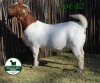 1+1X BOER GOAT STUD 4-089 DOE MCKAY BOERBOK STUD 1517