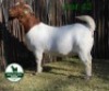 1+1X BOER GOAT STUD 4-089 DOE MCKAY BOERBOK STUD 1517