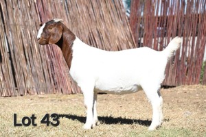 1X BOER GOAT PREGNANT STUD 4-090 DOE MCKAY BOERBOK STOET