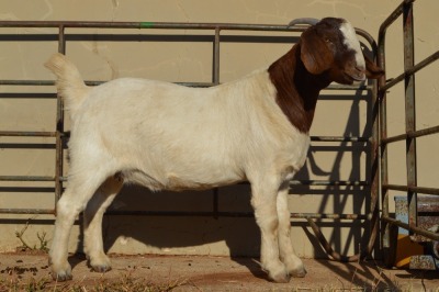 1X BOER GOAT FLOCK 4-389 DOE DOME AFRICA BOER GOAT STUD