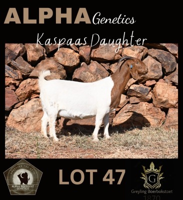 1+1X BOER GOAT STUD 42-222 DOE GREYLING BOERBOKSTOET 1870