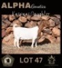 1+1X BOER GOAT STUD 42-222 DOE GREYLING BOERBOKSTOET 1870
