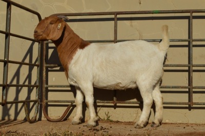 1X BOER GOAT FLOCK ON COLOR 4-386 DOE DOME AFRICA BOER GOAT STUD