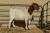 1X BOER GOAT FLOCK 4-387 DOE DOME AFRICA BOER GOAT STUD