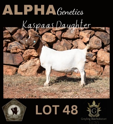 1+2X BOER GOAT STUD 42-205 DOE GREYLING BOERBOKSTOET 1870