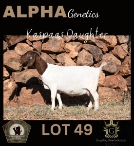 1+3X BOER GOAT STUD 42-211 DOE GREYLING BOERBOKSTOET 1870