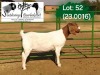 1X BOER GOAT PREGNANT FLOCK ON COLOR 4-436 DOE SOETDORINGS BOERBOKSTOET - 2