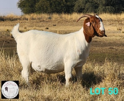 1X BOER GOAT PREGNANT FLOCK 42-131 DOE HARTKLOP