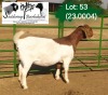 1X BOER GOAT STUD 4-080 DOE SOETDORINGS BOERBOKSTOET - 2