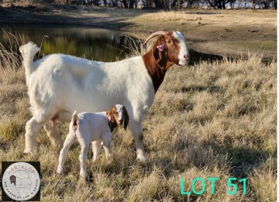 1+2X BOER GOAT STUD 42-213 DOE HARTKLOP