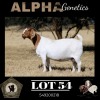 1X BOER GOAT PREGNANT FLOCK 4-439 DOE MAIZE VALLEY