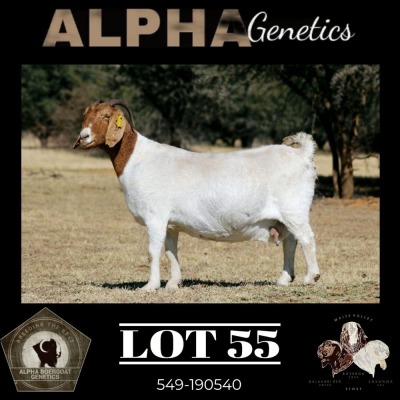 1X BOER GOAT PREGNANT FLOCK 4-430 DOE MAIZE VALLEY