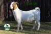 1X BOER GOAT FLOCK ON COLOR 4-367 DOE MCKAY BOERBOK STUD 1517