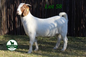 1X BOER GOAT FLOCK ON COLOR 4-367 DOE MCKAY BOERBOK STUD 1517