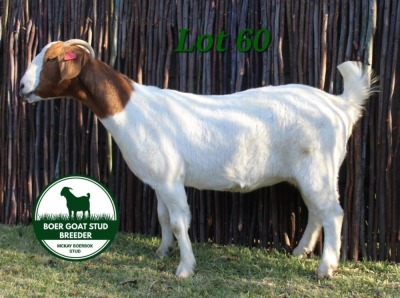 1X BOER GOAT PREGNANT FLOCK 10-037 DOE MCKAY BOERBOK STUD 1517