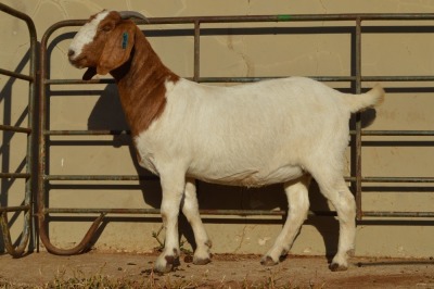 1X BOER GOAT FLOCK ON COLOR 4-384 DOE DOME AFRICA BOER GOAT STUD