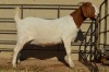 1X BOER GOAT FLOCK ON TEAT 4-385 DOE DOME AFRICA BOER GOAT STUD