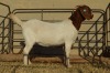 1X BOER GOAT STUD 42-248 DOE DOME AFRICA BOER GOAT STUD