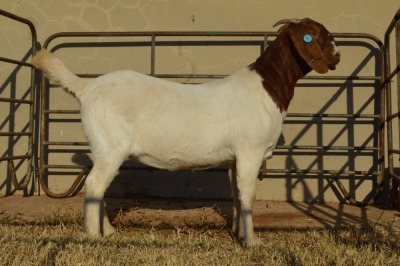 1X BOER GOAT STUD 42-248 DOE DOME AFRICA BOER GOAT STUD