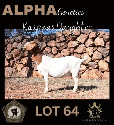 1X BOER GOAT STUD 42-204 DOE GREYLING BOERBOKSTOET 1870