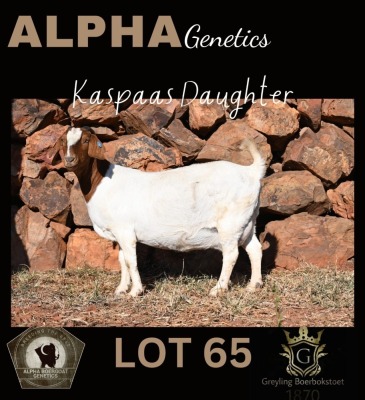 1X BOER GOAT STUD 42-207 DOE GREYLING BOERBOKSTOET 1870