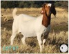 1X BOER GOAT PREGNANT FLOCK 42-124 DOE HARTKLOP