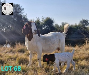 1+1X BOER GOAT FLOCK 42-133 DOE HARTKLOP