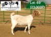 1X BOER GOAT FLOCK ON COLOR 4-434 DOE SOETDORINGS BOERBOKSTOET - 2