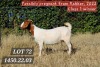 1X BOER GOAT PREGNANT STUD 4-100 DOE HAMLETT BOERBOKSTOET