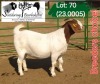 1X BOER GOAT PREGNANT FLOCK 4-440 DOE SOETDORINGS BOERBOKSTOET - 2