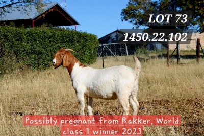 1X BOER GOAT PREGNANT STUD 4-098 DOE HAMLETT BOERBOKSTOET