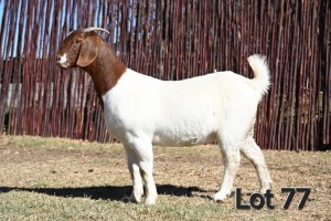 WITHDRAWN - 1X BOER GOAT DOE MCKAY BOERBOK STOET