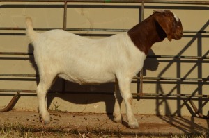 1X BOER GOAT FLOCK 4-382 DOE DOME AFRICA BOER GOAT STUD