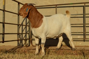 1X BOER GOAT FLOCK 4-388 DOE DOME AFRICA BOER GOAT STUD