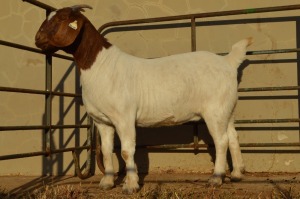 1X BOER GOAT STUD 42-245 DOE DOME AFRICA BOER GOAT STUD