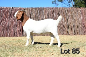 1X BOER GOAT FLOCK 4-400 DOE MCKAY BOERBOK STOET