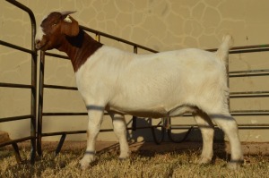 1X BOER GOAT FLOCK 42-246 DOE DOME AFRICA BOER GOAT STUD