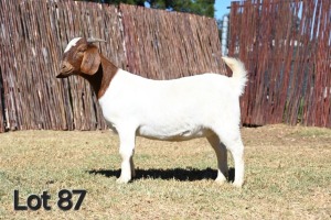 1X BOER GOAT PREGNANT STUD 4-093 DOE MCKAY BOERBOK STOET