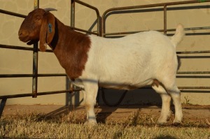 1X BOER GOAT FLOCK 4-383 DOE DOME AFRICA BOER GOAT STUD