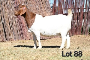 1X BOER GOAT PREGNANT STUD 4-091 DOE MCKAY BOERBOK STOET