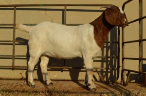 1X BOER GOAT FLOCK 4-381 DOE DOME AFRICA BOER GOAT STUD