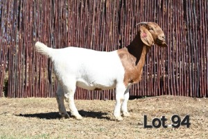 1X BOER GOAT PREGNANT FLOCK 4-365 DOE MCKAY BOERBOK STOET