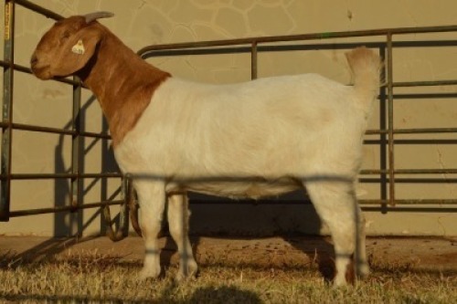 1X BOER GOAT FLOCK 4-429 DOE DOME AFRICA BOER GOAT STUD
