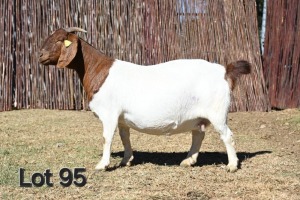 WITHDRAWNX BOER GOAT DOE MCKAY BOERBOK STOET