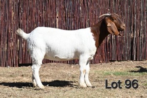 1X BOER GOAT PREGNANT STUD 4-086 DOE MCKAY BOERBOK STOET