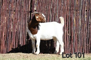 1X BOER GOAT PREGNANT FLOCK ON TEAT 4-364 DOE MCKAY BOERBOK STOET